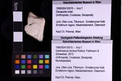 Foto (Objekt + Etiketten) von Gastrosacus torosus (Robins, Feldmann & Schweitzer, 2013) (NHMW-GEO-1990-0041-0510)